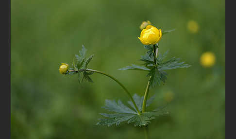 Trollblume (Trollius europaeus)