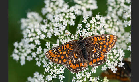 Eschen-Scheckenfalter (Euphydryas maturna)