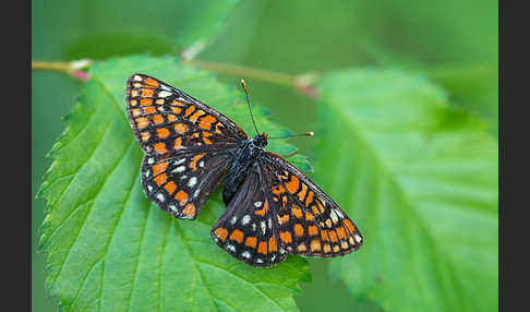 Eschen-Scheckenfalter (Euphydryas maturna)