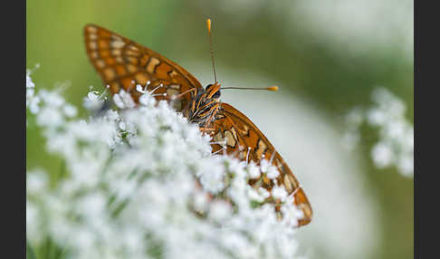 Eschen-Scheckenfalter (Euphydryas maturna)