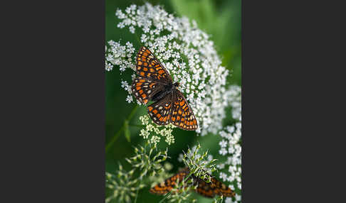 Eschen-Scheckenfalter (Euphydryas maturna)