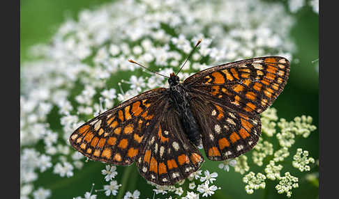 Eschen-Scheckenfalter (Euphydryas maturna)