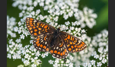 Eschen-Scheckenfalter (Euphydryas maturna)