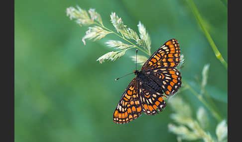 Eschen-Scheckenfalter (Euphydryas maturna)