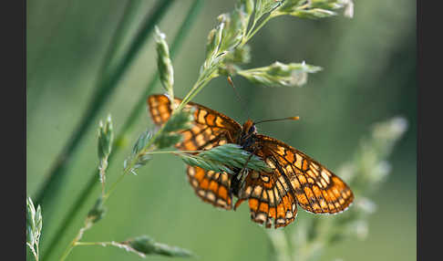 Eschen-Scheckenfalter (Euphydryas maturna)