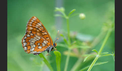 Eschen-Scheckenfalter (Euphydryas maturna)