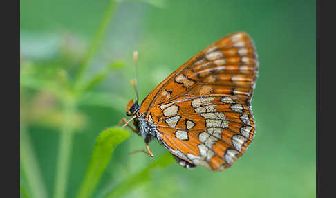 Eschen-Scheckenfalter (Euphydryas maturna)