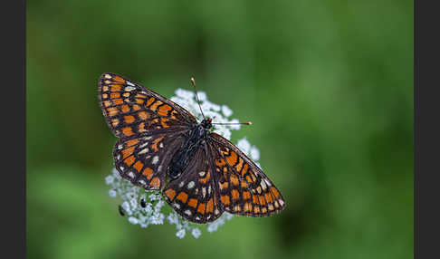 Eschen-Scheckenfalter (Euphydryas maturna)