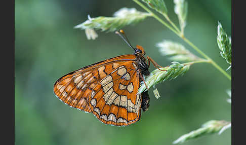 Eschen-Scheckenfalter (Euphydryas maturna)