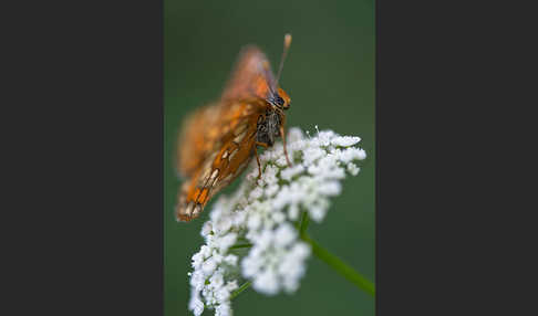 Eschen-Scheckenfalter (Euphydryas maturna)