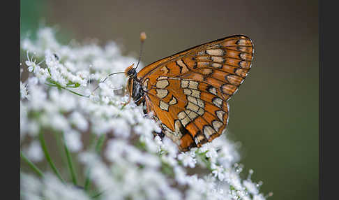 Eschen-Scheckenfalter (Euphydryas maturna)