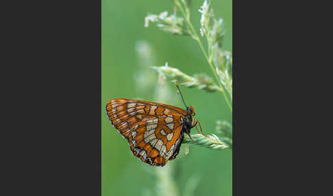 Eschen-Scheckenfalter (Euphydryas maturna)