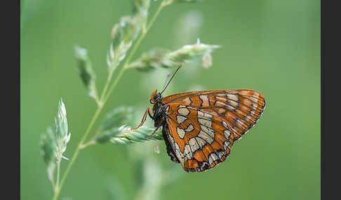 Eschen-Scheckenfalter (Euphydryas maturna)