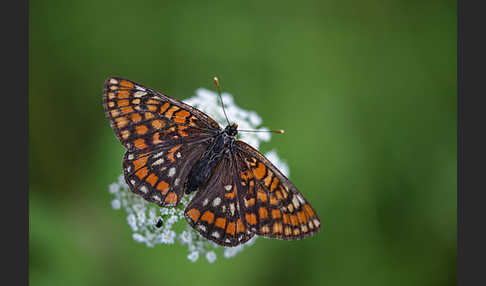 Eschen-Scheckenfalter (Euphydryas maturna)