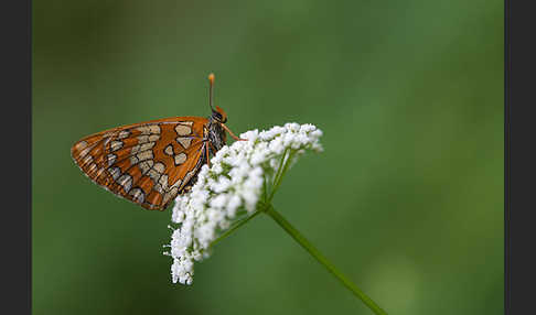 Eschen-Scheckenfalter (Euphydryas maturna)