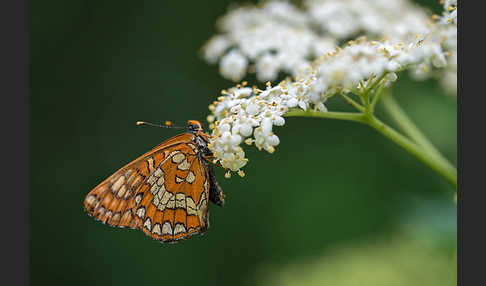 Eschen-Scheckenfalter (Euphydryas maturna)