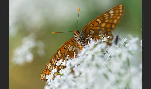 Eschen-Scheckenfalter (Euphydryas maturna)