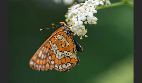 Eschen-Scheckenfalter (Euphydryas maturna)