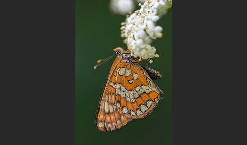 Eschen-Scheckenfalter (Euphydryas maturna)