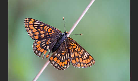 Eschen-Scheckenfalter (Euphydryas maturna)