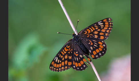 Eschen-Scheckenfalter (Euphydryas maturna)