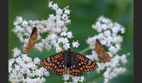 Eschen-Scheckenfalter (Euphydryas maturna)