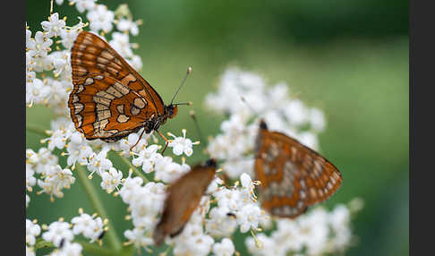 Eschen-Scheckenfalter (Euphydryas maturna)