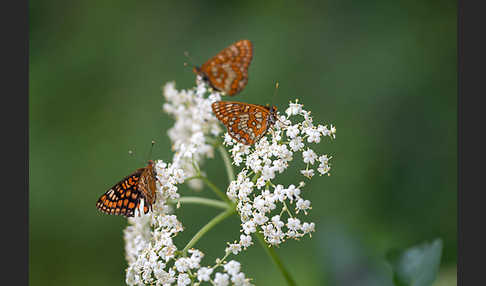 Eschen-Scheckenfalter (Euphydryas maturna)