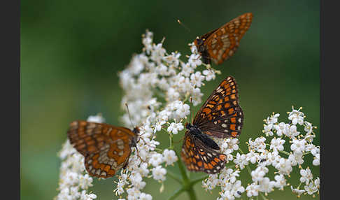 Eschen-Scheckenfalter (Euphydryas maturna)