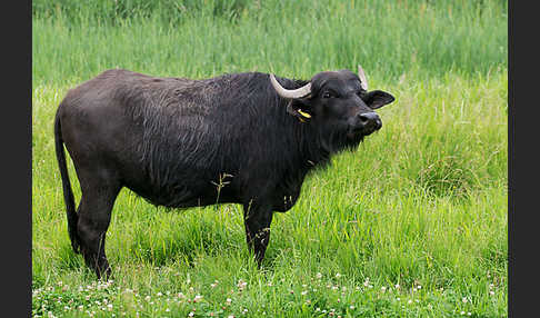 Wasserbüffel (Bubalus arnee)