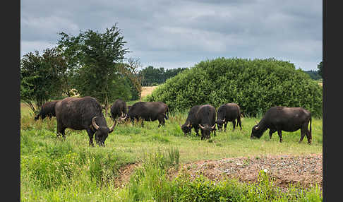 Wasserbüffel (Bubalus arnee)