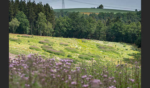 Acker-Kratzdistel (Cirsium arvense)