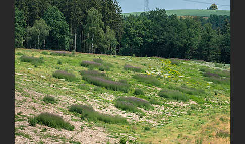 Kulturlandschaft (cultivated landscape)