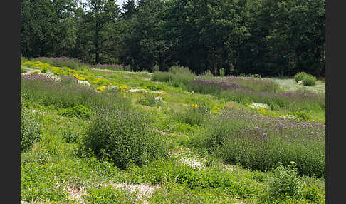 Kulturlandschaft (cultivated landscape)