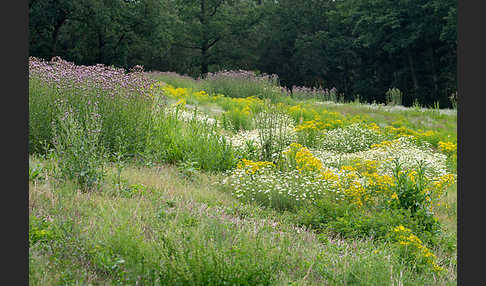 Acker-Kratzdistel (Cirsium arvense)