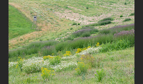 Kulturlandschaft (cultivated landscape)