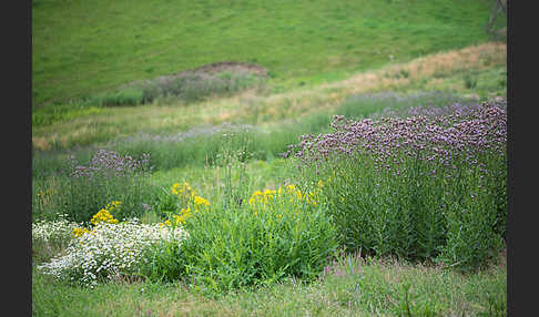 Acker-Kratzdistel (Cirsium arvense)