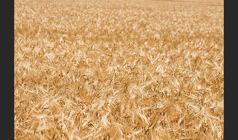 Intensive Landwirtschaft (industrial agriculture)