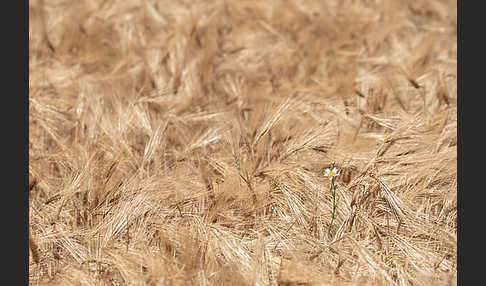 Intensive Landwirtschaft (industrial agriculture)