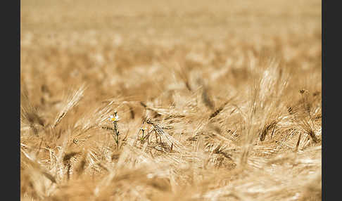 Intensive Landwirtschaft (industrial agriculture)