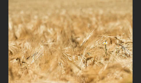 Intensive Landwirtschaft (industrial agriculture)