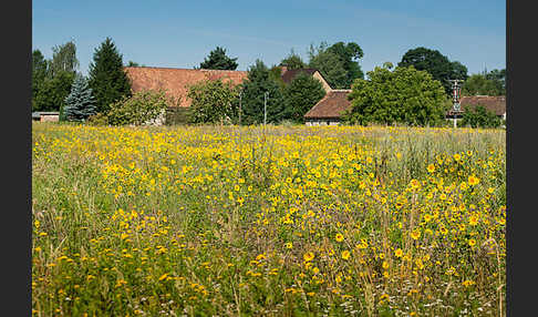 Gewöhnliche Sonnenblume (Helianthus annuus)