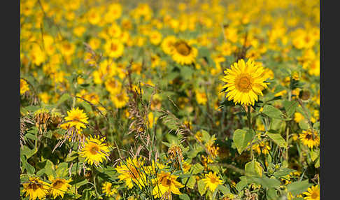 Gewöhnliche Sonnenblume (Helianthus annuus)