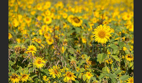 Gewöhnliche Sonnenblume (Helianthus annuus)