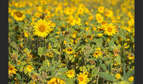 Gewöhnliche Sonnenblume (Helianthus annuus)