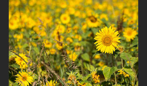 Gewöhnliche Sonnenblume (Helianthus annuus)