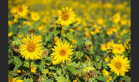 Gewöhnliche Sonnenblume (Helianthus annuus)
