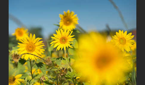 Gewöhnliche Sonnenblume (Helianthus annuus)