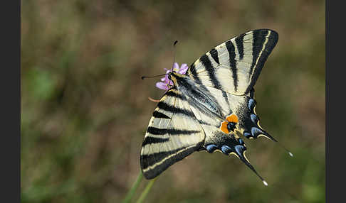 Segelfalter (Iphiclides podalirius)