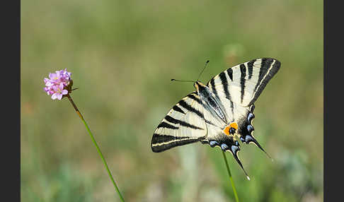 Segelfalter (Iphiclides podalirius)